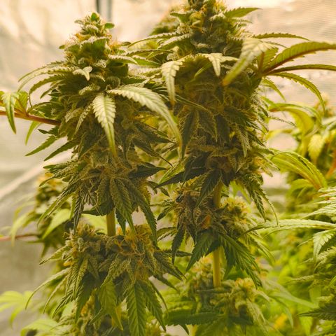 Sensi Amnesia growlog timeline photo