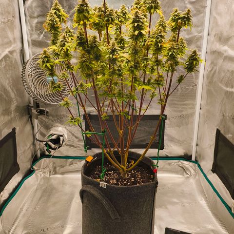 Unbekannter Strain growlog timeline photo