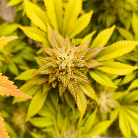 Purple Haze growlog timeline photo