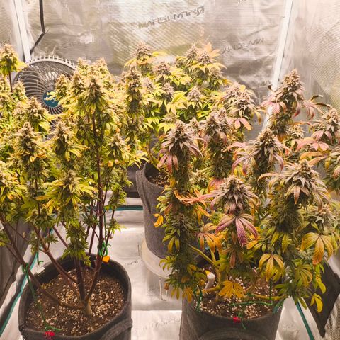 Unbekannter Strain growlog timeline photo
