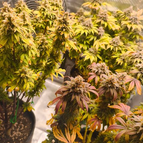 Unbekannter Strain growlog timeline photo