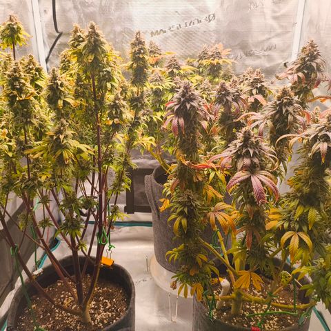 Unbekannter Strain growlog timeline photo