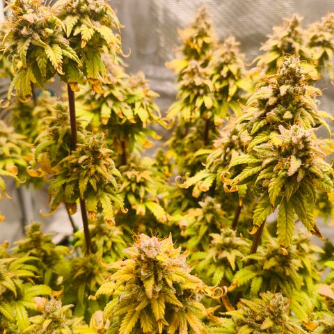 Unbekannter Strain growlog timeline photo