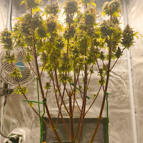 Unbekannter Strain growlog timeline photo