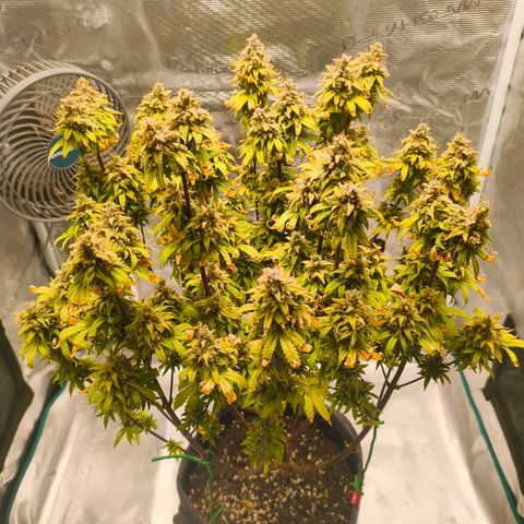 Unbekannter Strain growlog timeline photo