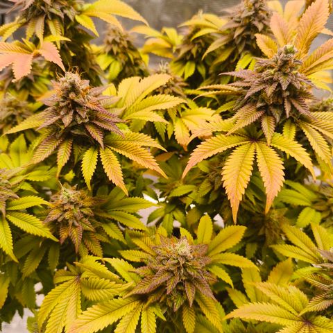 Purple Haze growlog timeline photo