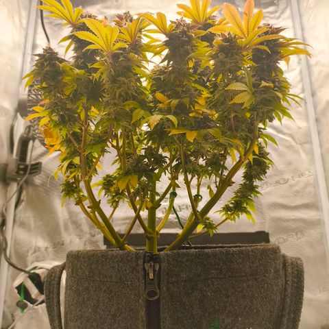 Purple Haze growlog timeline photo