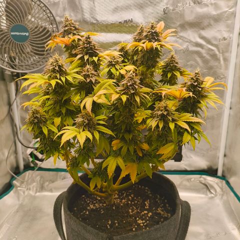 Purple Haze growlog timeline photo