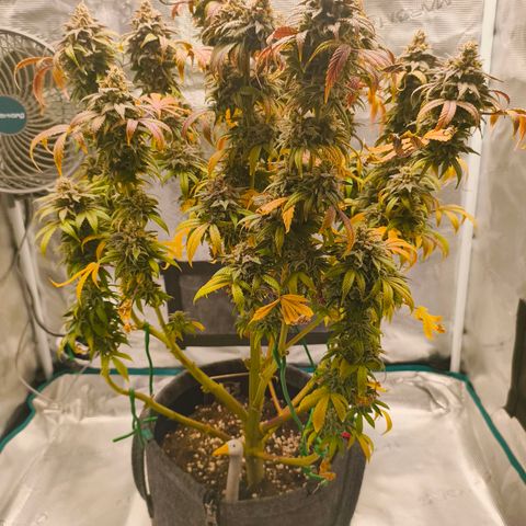 Sensi Amnesia growlog timeline photo