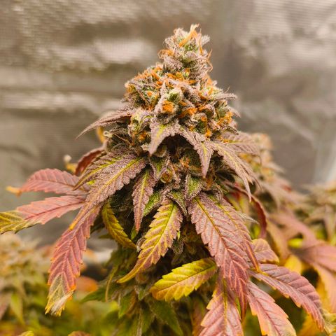 Sensi Amnesia growlog timeline photo