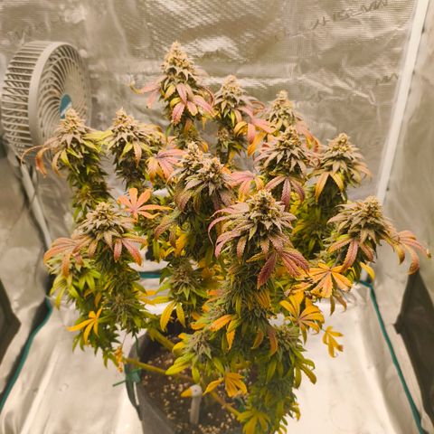 Sensi Amnesia growlog timeline photo