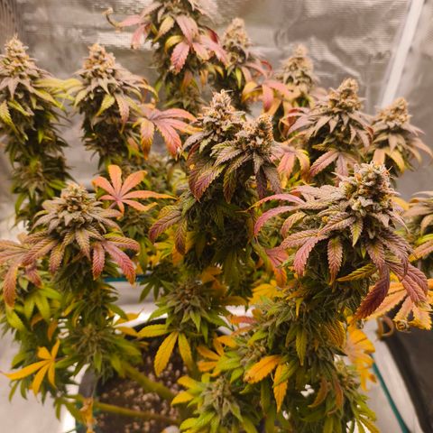 Sensi Amnesia growlog timeline photo