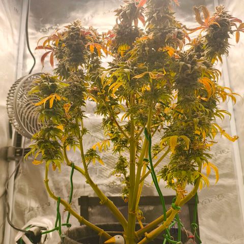 Sensi Amnesia growlog timeline photo