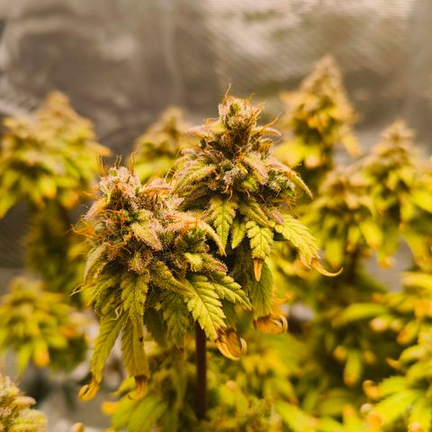 Unbekannter Strain growlog timeline photo