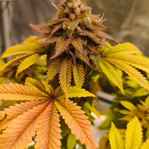 Purple Haze growlog timeline photo