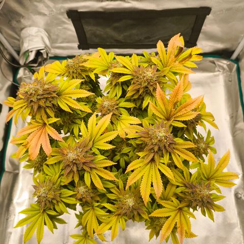 Purple Haze growlog timeline photo
