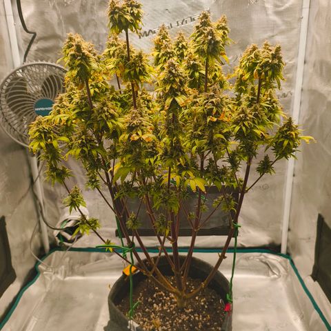 Unbekannter Strain growlog timeline photo