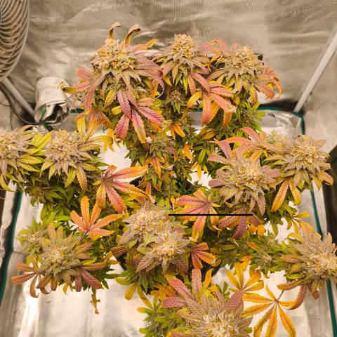 Sensi Amnesia growlog timeline photo