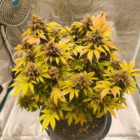Purple Haze growlog timeline photo