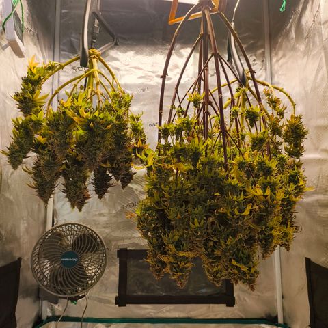 Unbekannter Strain growlog timeline photo