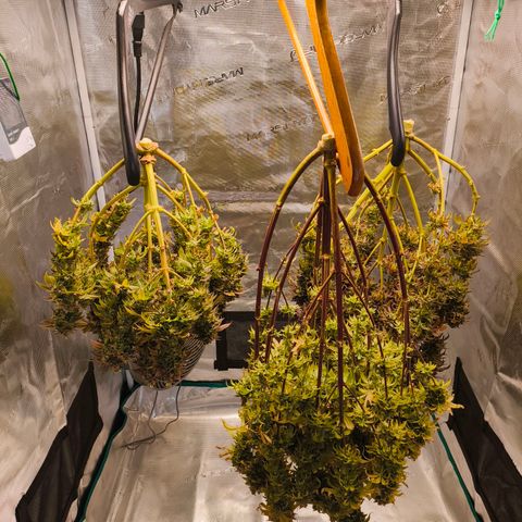 Unbekannter Strain growlog timeline photo