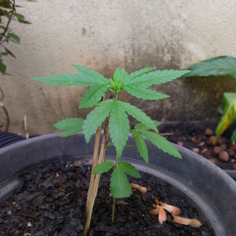 Florzinha  growlog timeline photo