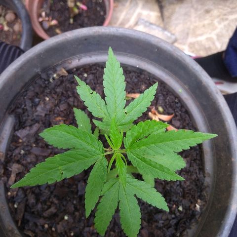 Florzinha  growlog timeline photo