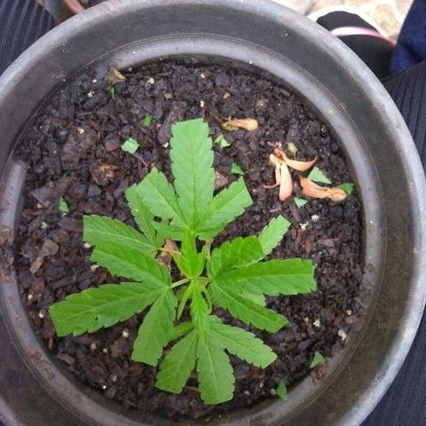 Florzinha  growlog timeline photo