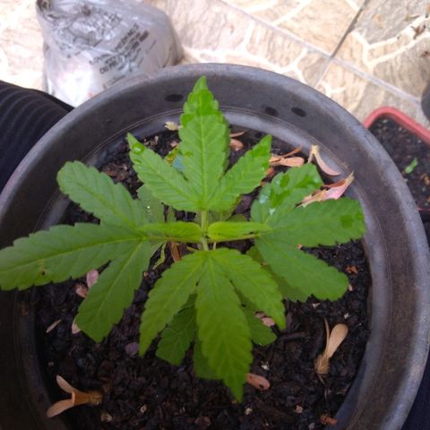 Florzinha  growlog timeline photo