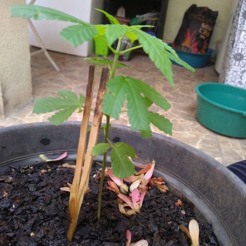 Florzinha  growlog timeline photo