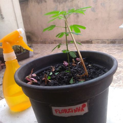 Florzinha  growlog timeline photo