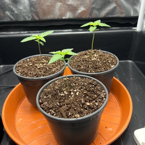 3 x Sweet Mandarine Zkittlez Fast Version growlog timeline photo