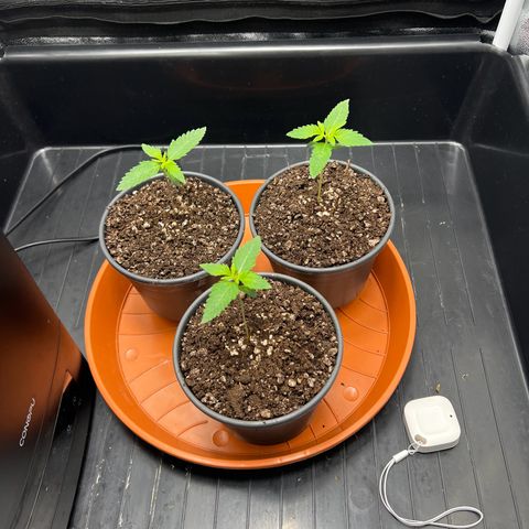 3 x Sweet Mandarine Zkittlez Fast Version growlog timeline photo