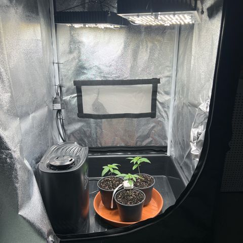 3 x Sweet Mandarine Zkittlez Fast Version growlog timeline photo