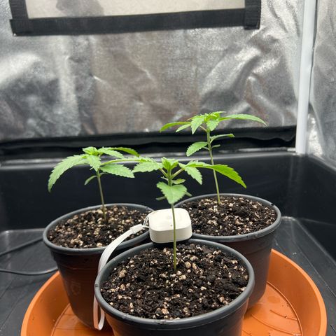 3 x Sweet Mandarine Zkittlez Fast Version growlog timeline photo