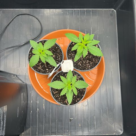 3 x Sweet Mandarine Zkittlez Fast Version growlog timeline photo