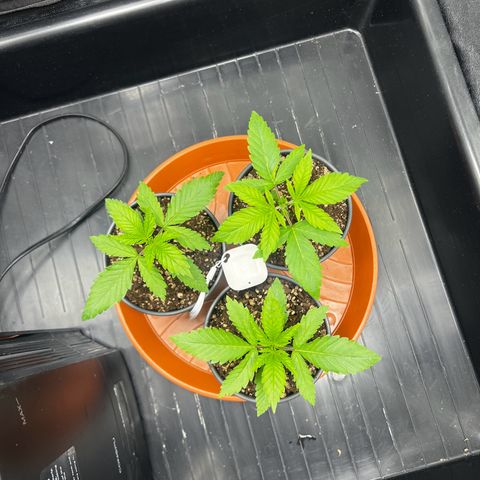 3 x Sweet Mandarine Zkittlez Fast Version growlog timeline photo