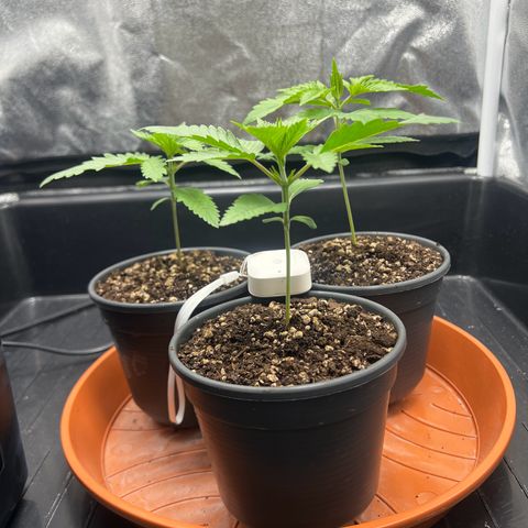 3 x Sweet Mandarine Zkittlez Fast Version growlog timeline photo