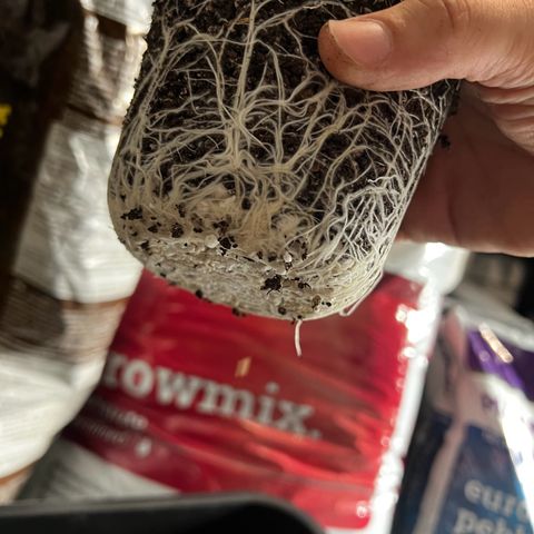 3 x Sweet Mandarine Zkittlez Fast Version growlog timeline photo