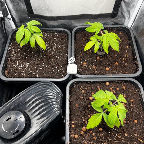 3 x Sweet Mandarine Zkittlez Fast Version growlog timeline photo