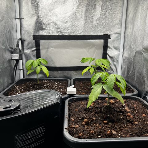 3 x Sweet Mandarine Zkittlez Fast Version growlog timeline photo