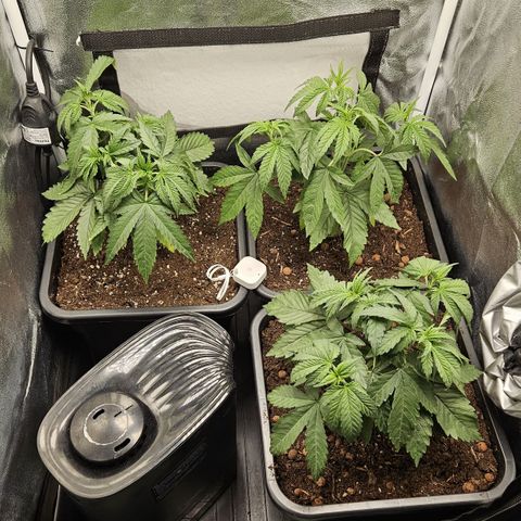 3 x Sweet Mandarine Zkittlez Fast Version growlog timeline photo