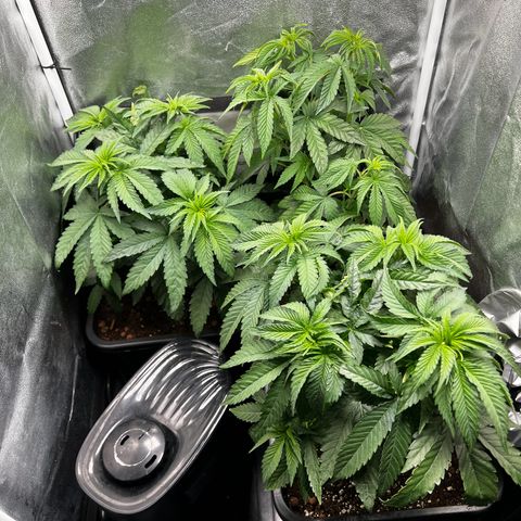 3 x Sweet Mandarine Zkittlez Fast Version growlog timeline photo