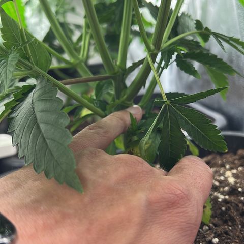 3 x Sweet Mandarine Zkittlez Fast Version growlog timeline photo