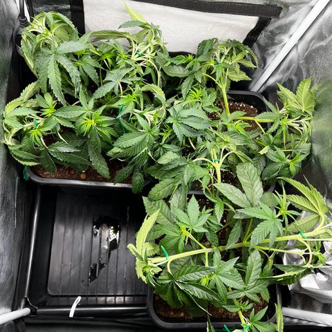 3 x Sweet Mandarine Zkittlez Fast Version growlog timeline photo