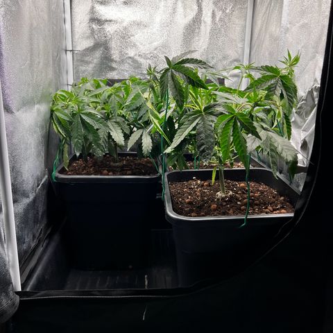 3 x Sweet Mandarine Zkittlez Fast Version growlog timeline photo