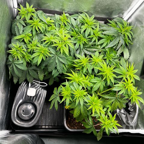 3 x Sweet Mandarine Zkittlez Fast Version growlog timeline photo
