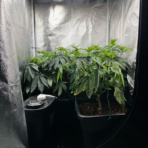 3 x Sweet Mandarine Zkittlez Fast Version growlog timeline photo
