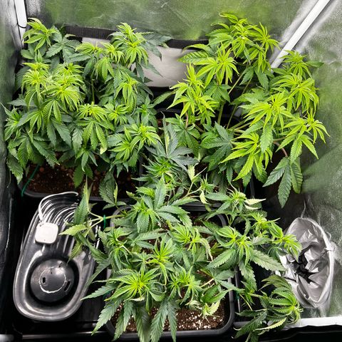 3 x Sweet Mandarine Zkittlez Fast Version growlog timeline photo