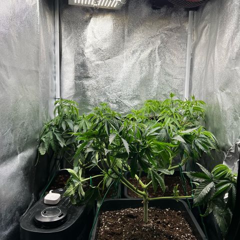 3 x Sweet Mandarine Zkittlez Fast Version growlog timeline photo